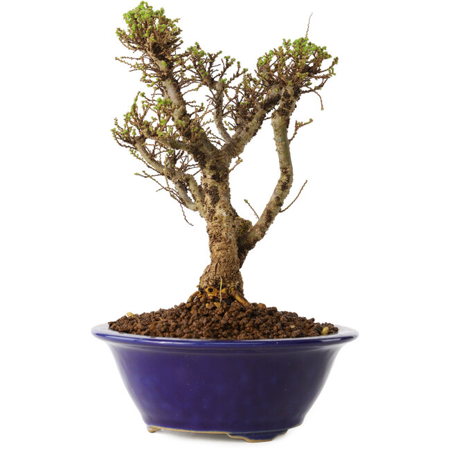 Ulmus parvifolia Micro, 15 cm, ± 15 ans