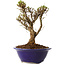 Ulmus parvifolia Micro, 15 cm, ± 15 jaar oud