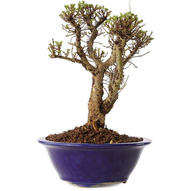 Ulmus parvifolia Micro, 15 cm, ± 15 years old