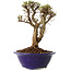 Ulmus parvifolia Micro, 15 cm, ± 15 jaar oud