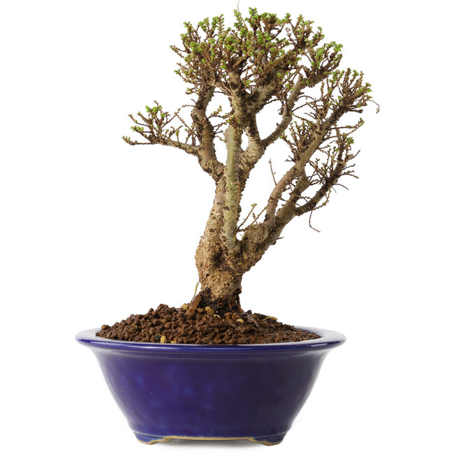 Ulmus parvifolia Micro, 15 cm, ± 15 anni