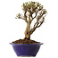 Ulmus parvifolia Micro, 15 cm, ± 15 jaar oud