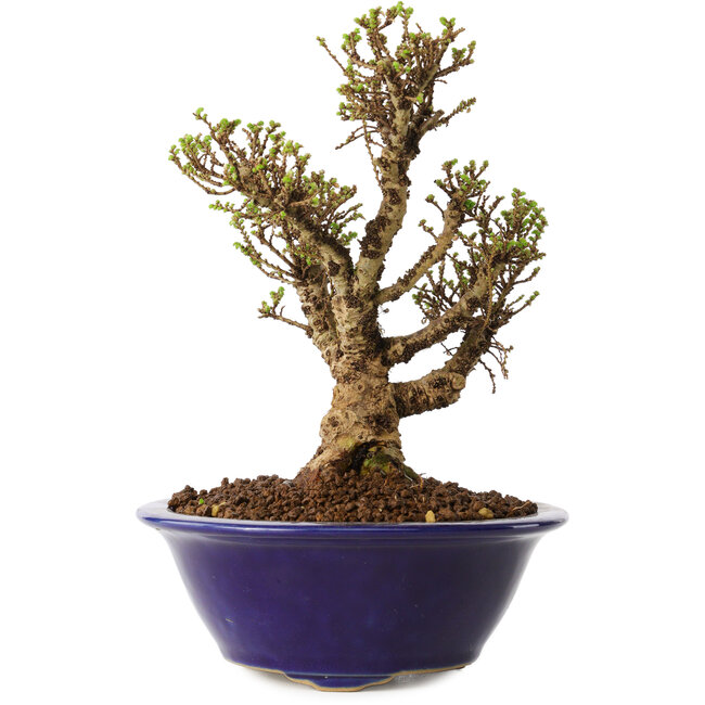 Ulmus parvifolia Micro, 14 cm, ± 15 jaar oud