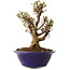 Ulmus parvifolia Micro, 14 cm, ± 15 jaar oud