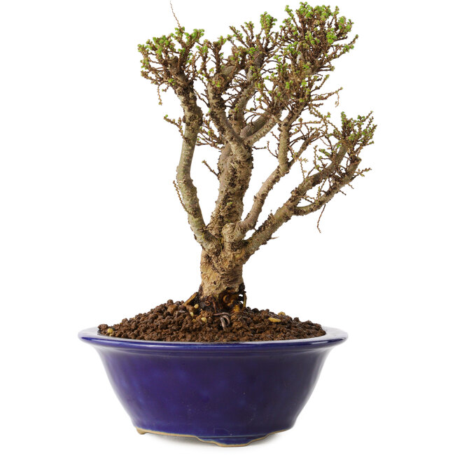 Ulmus parvifolia Micro, 15 cm, ± 15 anni