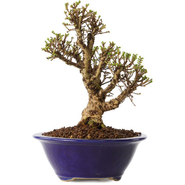 Ulmus parvifolia Micro, 14 cm, ± 15 anni