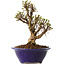 Ulmus parvifolia Micro, 14 cm, ± 15 jaar oud