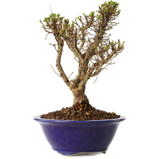 Ulmus parvifolia Micro, 15 cm, ± 15 years old