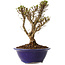 Ulmus parvifolia Micro, 15 cm, ± 15 jaar oud