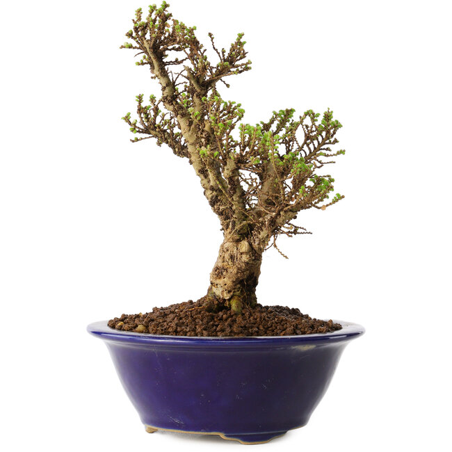 Ulmus parvifolia Micro, 14 cm, ± 15 ans