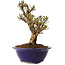 Ulmus parvifolia Micro, 14 cm, ± 15 jaar oud