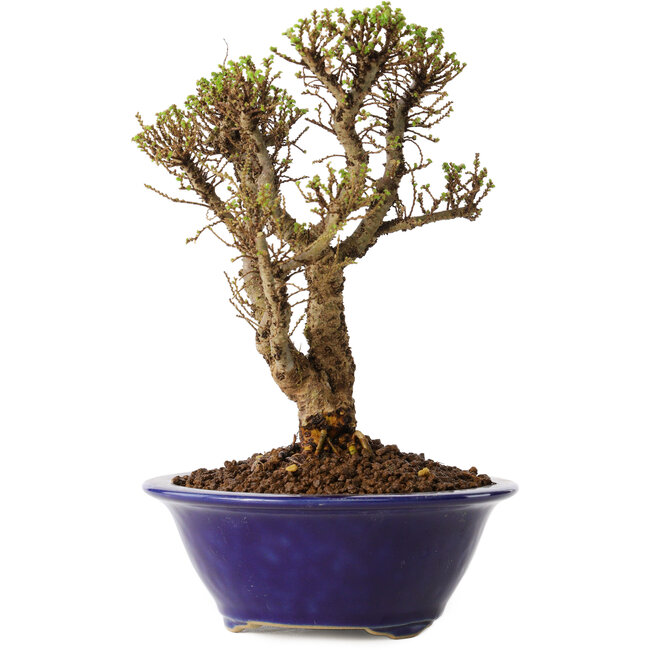 Ulmus parvifolia Micro, 15 cm, ± 15 ans