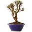 Ulmus parvifolia Micro, 15 cm, ± 15 años