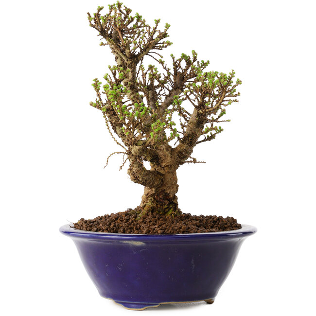 Ulmus parvifolia Micro, 14 cm, ± 15 jaar oud