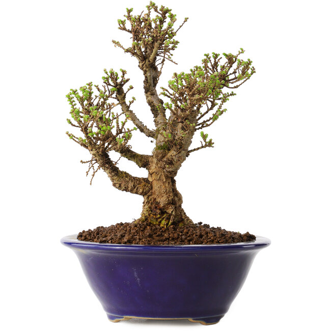 Ulmus parvifolia Micro, 14 cm, ± 15 ans