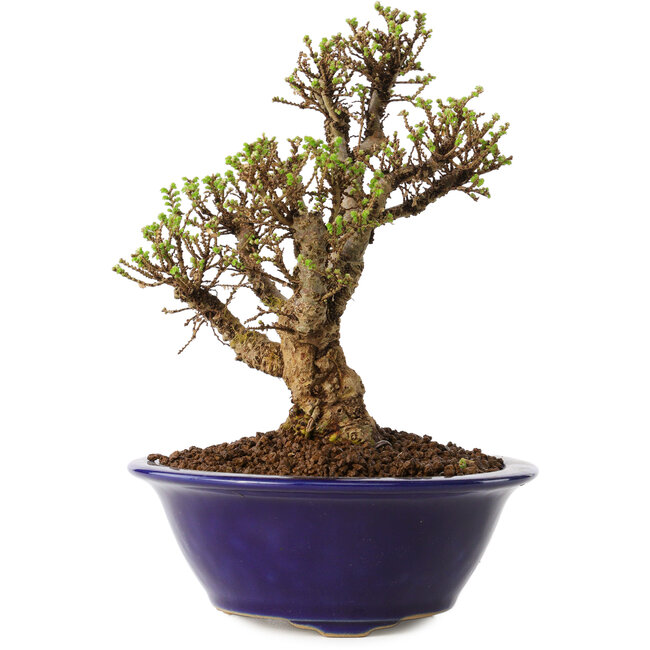 Ulmus parvifolia Micro, 14 cm, ± 15 anni