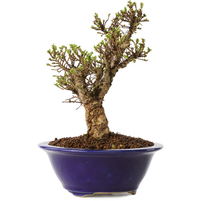 Ulmus parvifolia Micro, 14 cm, ± 15 anni