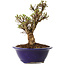 Ulmus parvifolia Micro, 14 cm, ± 15 jaar oud