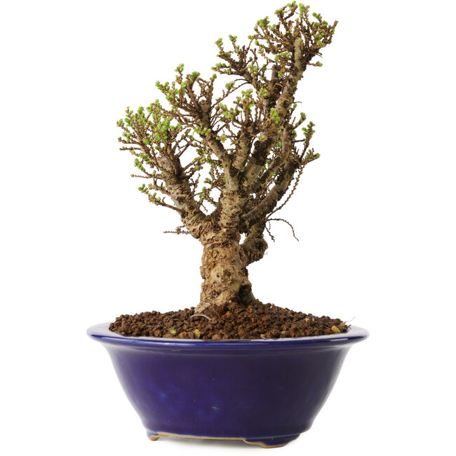 Ulmus parvifolia Micro, 14 cm, ± 15 Jahre alt