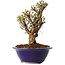 Ulmus parvifolia Micro, 14 cm, ± 15 jaar oud
