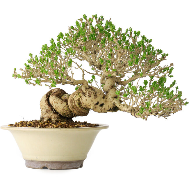 Ligustro, 21 cm, ± 30 años