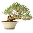 Ligustrum, 21 cm, ± 30 jaar oud