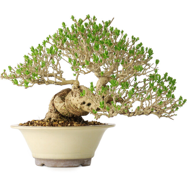 Ligustrum, 21 cm, ± 30 ans