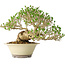 Ligustrum, 21 cm, ± 30 jaar oud