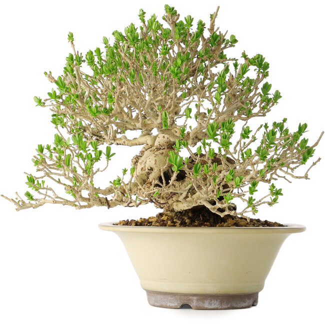 Ligustro, 21 cm, ± 30 años