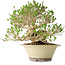Ligustrum, 21 cm, ± 30 jaar oud