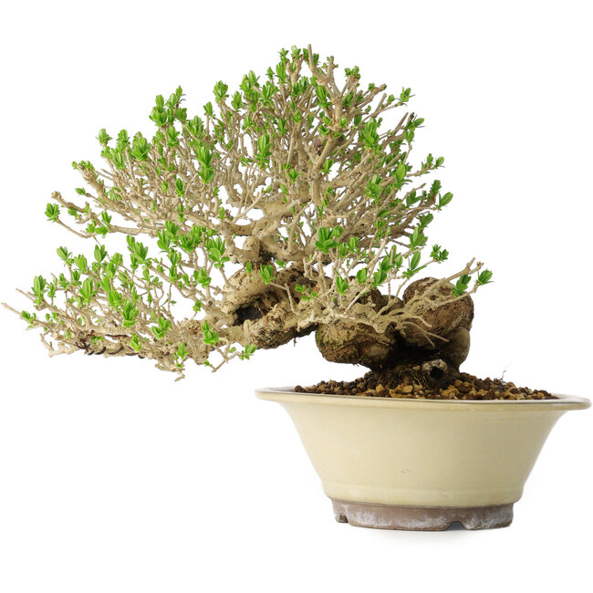 Ligustro, 21 cm, ± 30 años