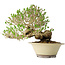 Ligustrum, 21 cm, ± 30 jaar oud