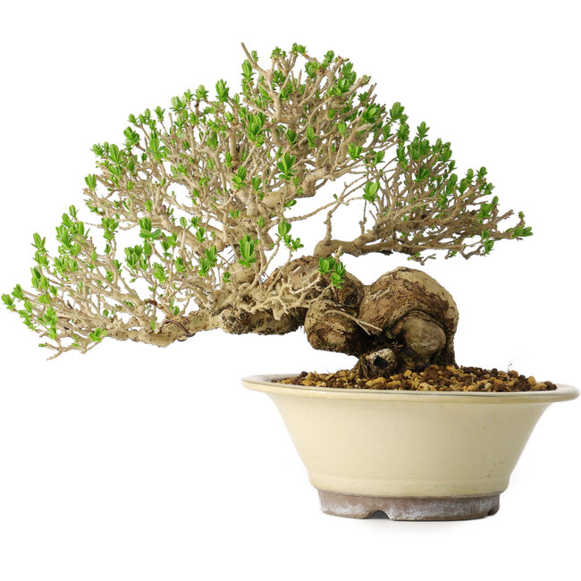 Ligustrum, 21 cm, ± 30 jaar oud