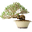 Ligustrum, 21 cm, ± 30 jaar oud