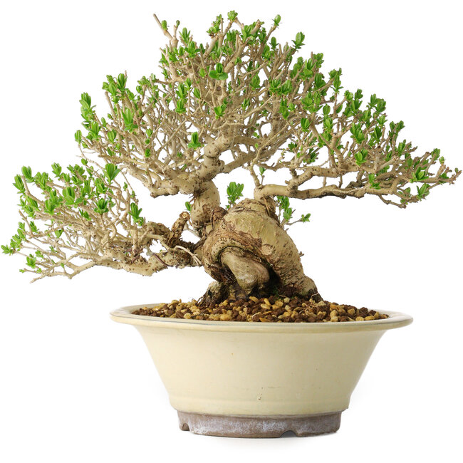 Ligustrum, 21 cm, ± 30 years old