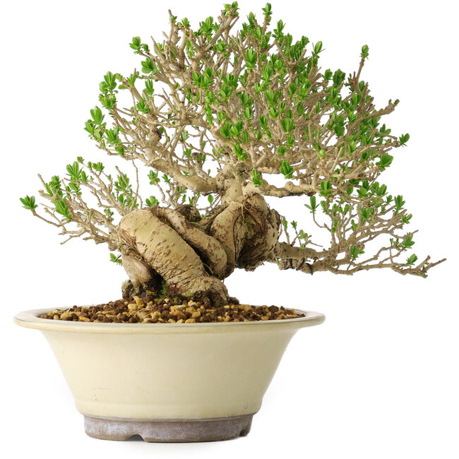 Ligustrum, 21 cm, ± 30 jaar oud