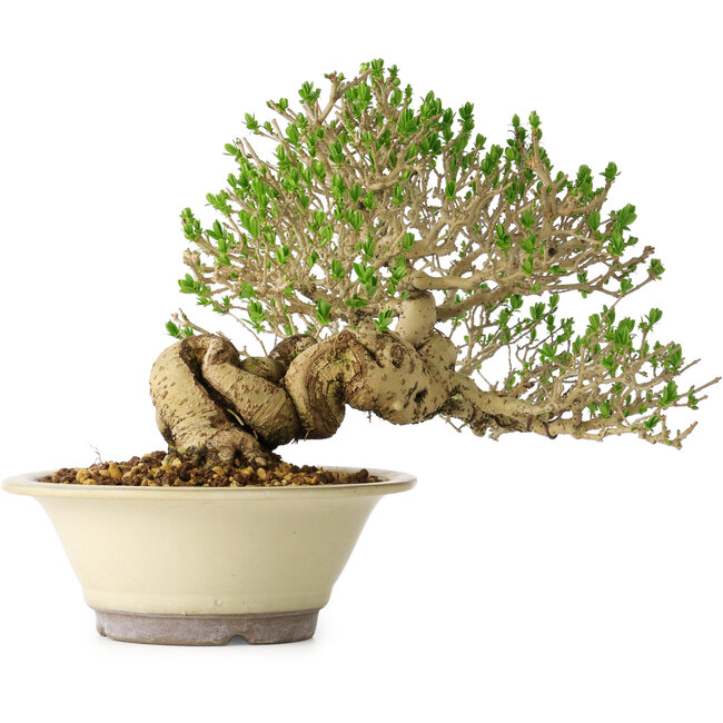 Ligustro, 21 cm, ± 30 años