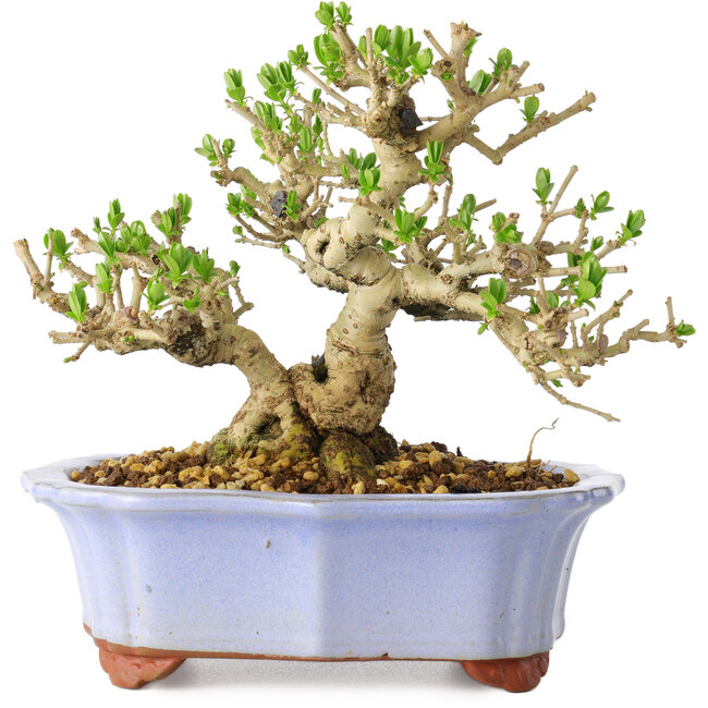 Ligustrum, 15 cm, ± 20 jaar oud