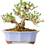 Ligustrum, 15 cm, ± 20 jaar oud