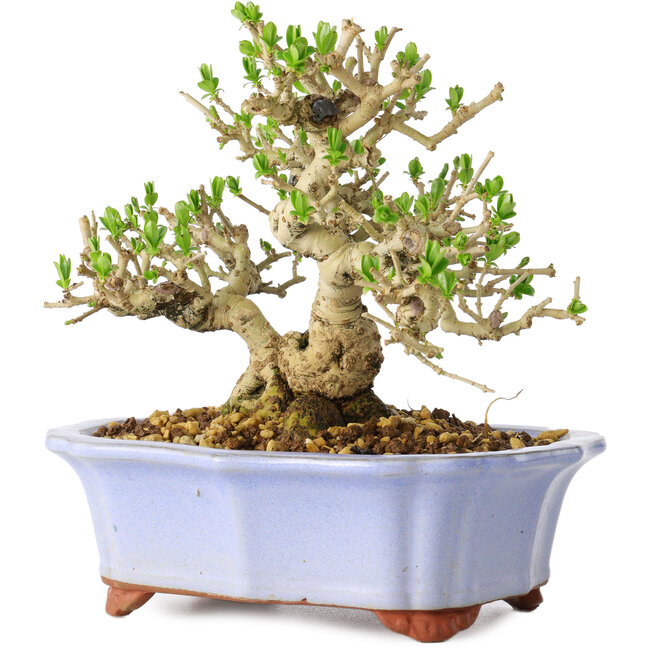 Ligustrum, 15 cm, ± 20 years old