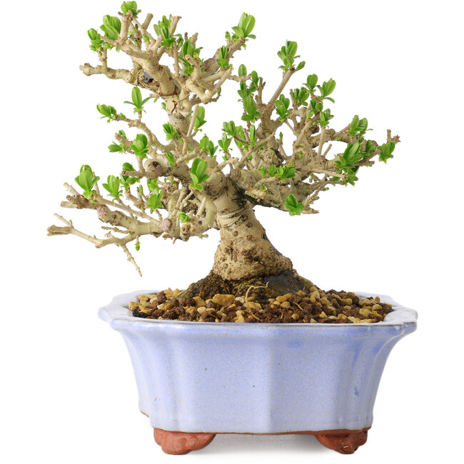 Ligustrum, 15 cm, ± 20 years old