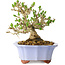 Ligustrum, 15 cm, ± 20 jaar oud