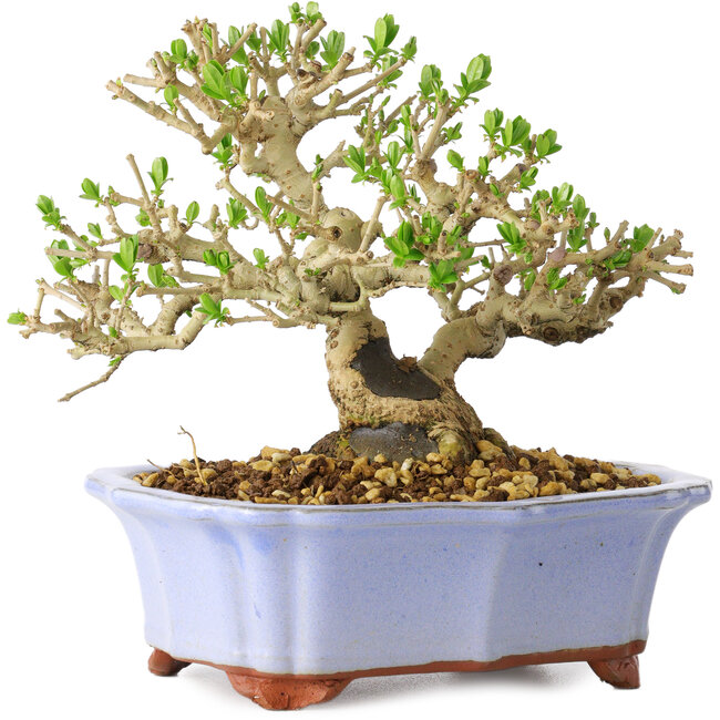 Ligustro, 15 cm, ± 20 años