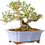 Ligustrum, 15 cm, ± 20 jaar oud