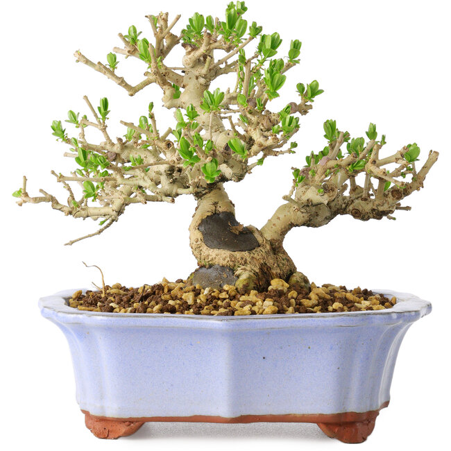 Ligustrum, 15 cm, ± 20 jaar oud