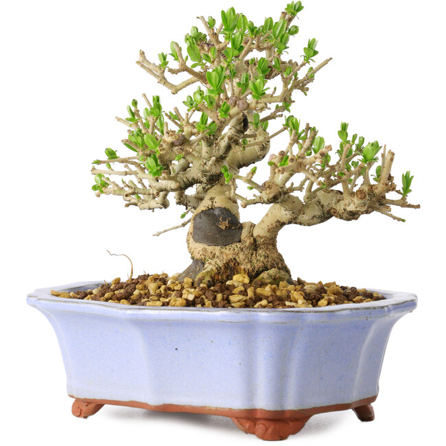Ligustrum, 15 cm, ± 20 jaar oud