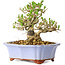 Ligustrum, 15 cm, ± 20 jaar oud