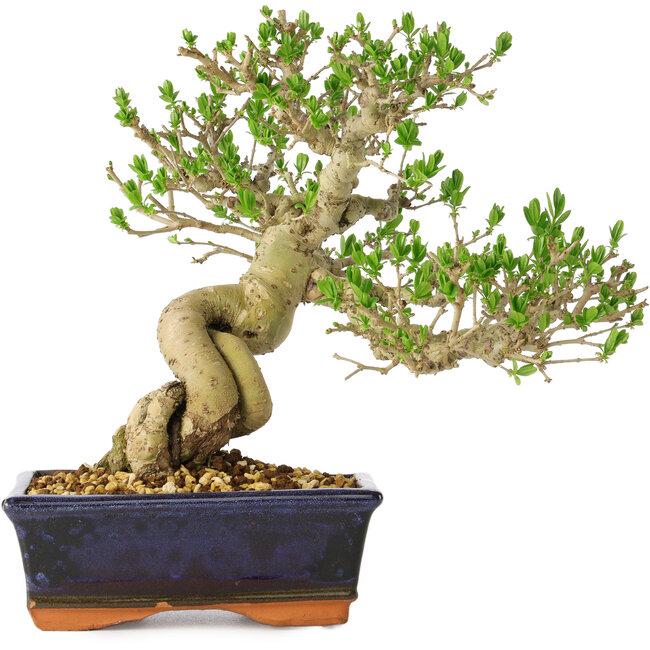 Ligustrum, 23 cm, ± 20 jaar oud