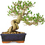Ligustrum, 23 cm, ± 20 jaar oud