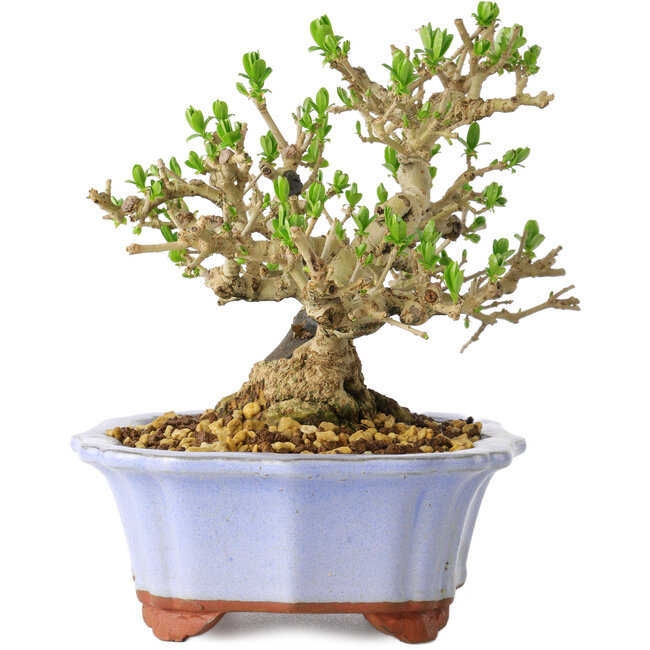 Liguster, 15 cm, ± 20 Jahre alt